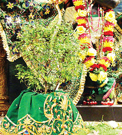 Ksheerabdi Dwadasi is dedicated to Lord Vishnu. Ksheerabdi Dwadasi on the 12th day after Deepavali Amavasya in the Kaartika Maasam